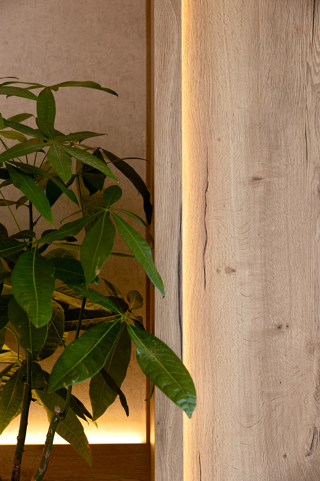 Detalle de interior con una planta de hojas verdes junto a una pared de madera clara iluminada suavemente, creando un ambiente cálido y natural